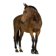 Horse Front HD Transparent PNG Images