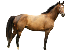 Horse Full Body Transparent PNG Images