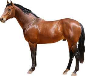 Horse Standing Transparent PNG Images