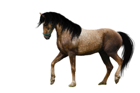 Horse Transparent PNG With Black Hair