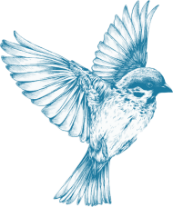 Hummingbird Flying Tattoos PNG HD Quality