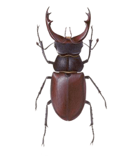Insect Bug PNG HD Quality Free Download