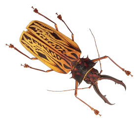 Insect Bug Transparent Images Free Download
