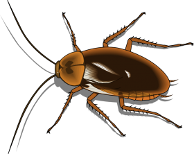 Insect Bug Transparent PNG Free Download