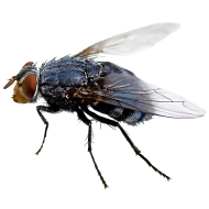 Insect Full HD PNG Free Download