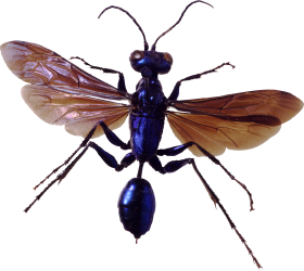 Insect PNG Background Free Download