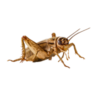 Insect PNG Photo Image Free Download