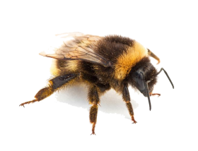 Insect Transparent Free PNG Free Download