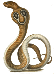 King Cobra PNG Pic Download