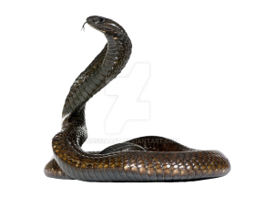 King Cobra Transparent Free PNG Hd