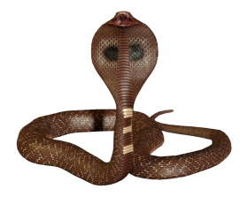 King Cobra Transparent PNG Image