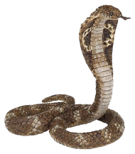 King Cobra Transparent Png Images