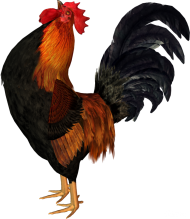 Landfowl Cock Transparent PNG