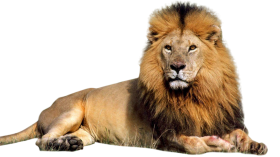Lion Sitting Png Images Download