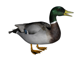 Little Mallard Duck Transparent PNG