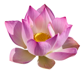 Lotus Flower Front View PNG Download