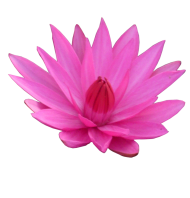 Lotus Flower Full HD PNG Download