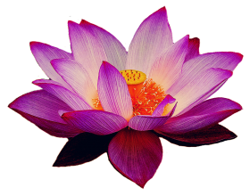 Lotus Flower HD PNG Download