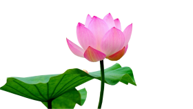 Lotus Flower High Quality PNG Download