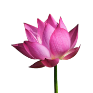 Lotus Flower PNG Download For Photo Editing