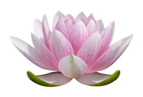Lotus Flower PNG Images Free Download
