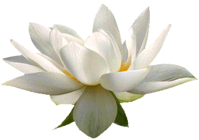 Lotus Flower White PNG Download