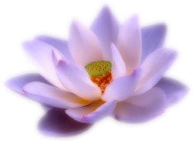 Lotus White Blue Flower PNG Download