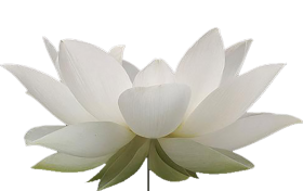 Lotus White Flower PNG Images Download