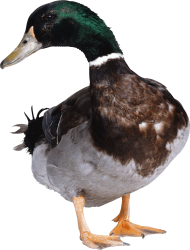 Mallard Duck Small Transparent PNG