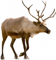 Merry Christmas Reindeer Png Images HD