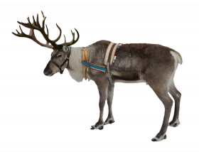 Merry Christmas Reindeer Png Images HD