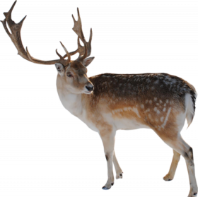 Merry Christmas Reindeer Png Images HD