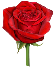Modern Design Red Rose Flower PNG