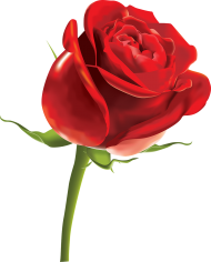 Modern Red Rose Flower PNG Download