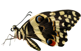 New Butterfly PNG Images Download