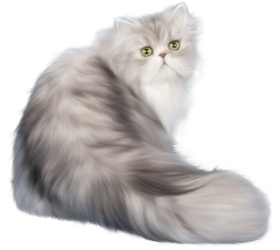 New Cute Cat Full HD PNG  Download
