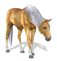 New Horse Transparent PNG Images