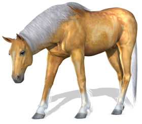 New Horse Transparent PNG Images