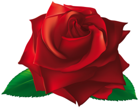 New Red Rose Vector Clipart Flower PNG