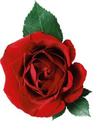 Original Red Rose Front View Flower PNG