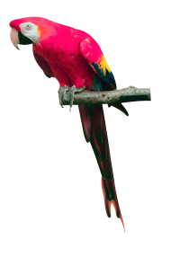 Parrot Bird Download Free PNG hd