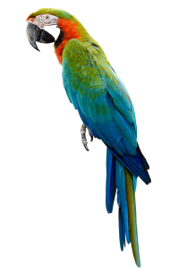 Parrot Bird PNG Clipart Background hd