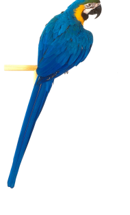 Parrot Download Free PNG Full Hd