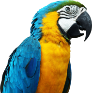 Parrot PNG Background free hd