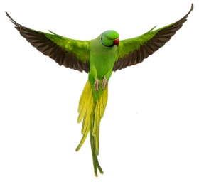 Parrot PNG Clipart Background full hd
