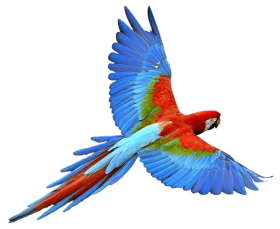 Parrot PNG Free File Download hd