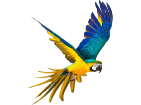 Parrot PNG HD Quality free download