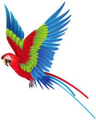 Parrot Transparent Images Full hd