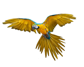Parrot Transparent PNG Images hd