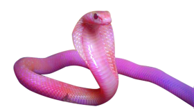 Pink Cobra Snake PNG Download HD